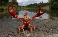 湖北首批富硒虾问世 小龙虾中的“高富帅”