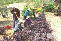 随城山国家生态公园二期项目力争在寻根节前完成