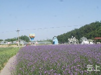 有试过在这么美丽的花海里品茶吗？