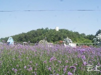 有试过在这么美丽的花海里品茶吗？