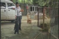 双胞胎小熊渐渐长大  时而卖萌时而凶猛