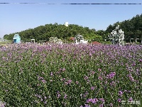 有试过在这么美丽的花海里品茶吗？