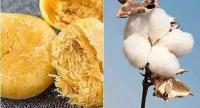 肉松饼竟是棉花做的？真相是… 
