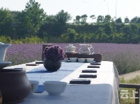 有试过在这么美丽的花海里品茶吗？