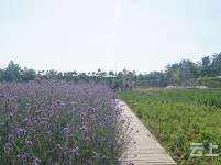 有试过在这么美丽的花海里品茶吗？