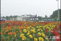 鲜花扮随城 增色寻根节