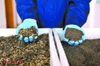 “吃货虫”每天吃100吨餐厨垃圾 广州项目试运行 