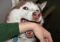 狗被车撞后咬主人，主人追咬司机：一气之下就想咬他一口