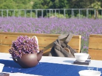 有试过在这么美丽的花海里品茶吗？