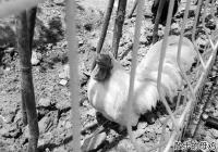 游客去野生动物园只见泰迪和母鸡 园方道歉并降价 