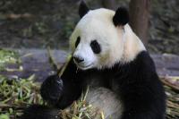 大熊猫“和兴”“毛二”将旅居丹麦，入住1.5亿豪宅