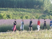 有试过在这么美丽的花海里品茶吗？