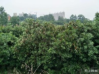 大发现！文化公园西北隅竟有一片杨梅林！