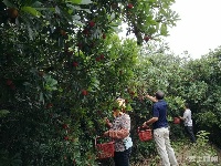 大发现！文化公园西北隅竟有一片杨梅林！