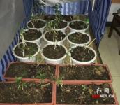“瘾君子”出租房里建“温室” 种植大麻供吸食
