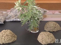 小艾草大经济  硕士研究生回乡创业带村民增收致富