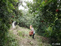 大发现！文化公园西北隅竟有一片杨梅林！