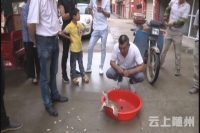 白云湖钓起大甲鱼 小伙原处放生