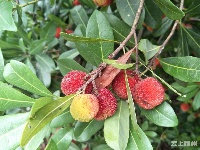 大发现！文化公园西北隅竟有一片杨梅林！