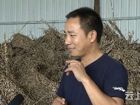 小艾草大经济  硕士研究生回乡创业带村民增收致富