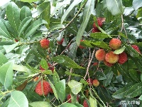 大发现！文化公园西北隅竟有一片杨梅林！