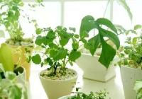 【实用】卧室放个啤酒瓶就能驱蚊了？不信你试试～