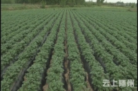 唐县镇：大力发展马铃薯产业  带动农户致富