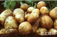 扩散！随州大量土豆滞销  急求收购商
