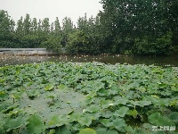 大发现！文化公园西北隅竟有一片杨梅林！