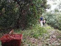 大发现！文化公园西北隅竟有一片杨梅林！