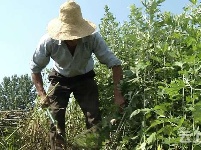 小艾草大经济  硕士研究生回乡创业带村民增收致富