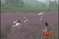 《记者走基层》曾都区洛阳镇：七彩花卉扮靓银杏谷