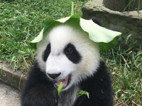 大熊猫戴荷叶制“绿帽子” 露出耳朵憨态可掬 