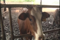 我选湖北：牛棚里的大学生保姆