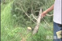 景观雪松被砍伐  竟称安全受影响