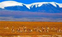 可可西里申遗成功 成为中国第51处世界遗产