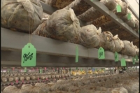 《人民日报》采访组来我市调研香菇产业转型升级