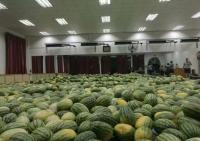 河南贫困毕业生家里卖瓜难，母校一次买光26吨请师生吃瓜