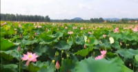随州高新区：土地整理初见成效 千亩荷花等您观赏