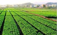 湖北3万多亩耕地指标拍出49亿 大部分将用于扶贫