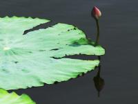 明日入伏最高气温将达34℃ 未来三天雨水暂退 