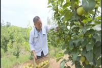 梨园里的脱贫梦