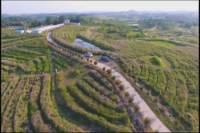 广水梅庙村：“花经济”开辟致富路