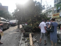 错把油门当刹车踩？宝马车失控撞断路边景观树