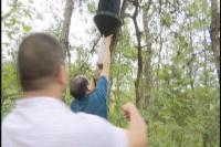 释放花绒寄甲  治疗松树“癌症” 