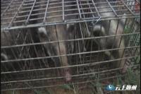 新闻追踪：森林公安将截获的野生动物放生