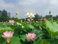 接天莲叶无穷碧  映日荷花别样红