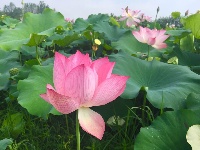 接天莲叶无穷碧  映日荷花别样红