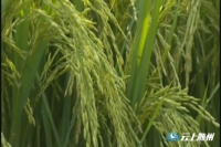 隆两优华占举行湖北省级现场观摩会