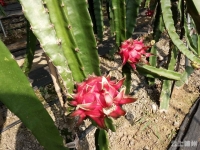 采摘界新宠！随州的火龙果熟了,邀请你来采摘！